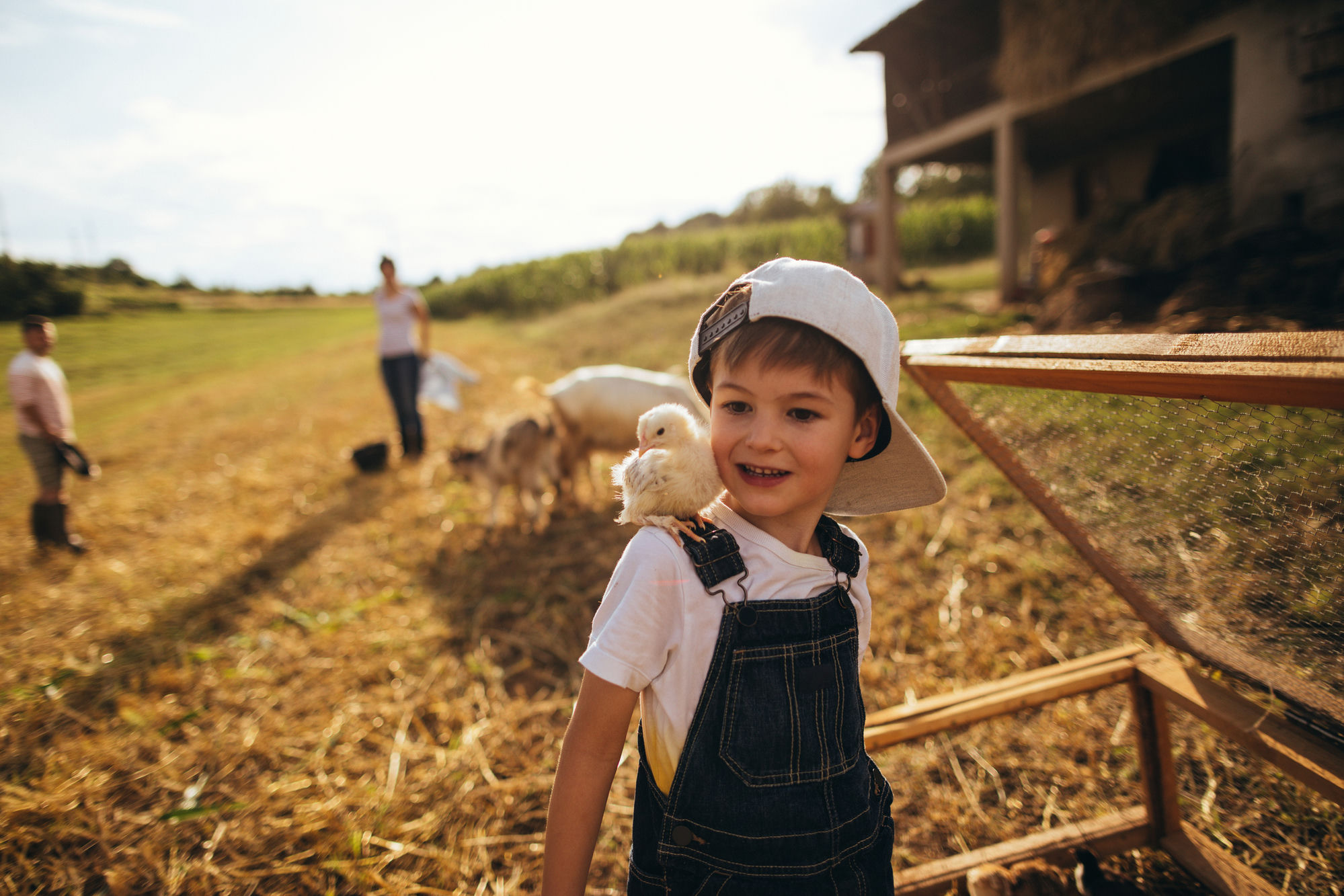 Boy with chick on his shoulder at the farm