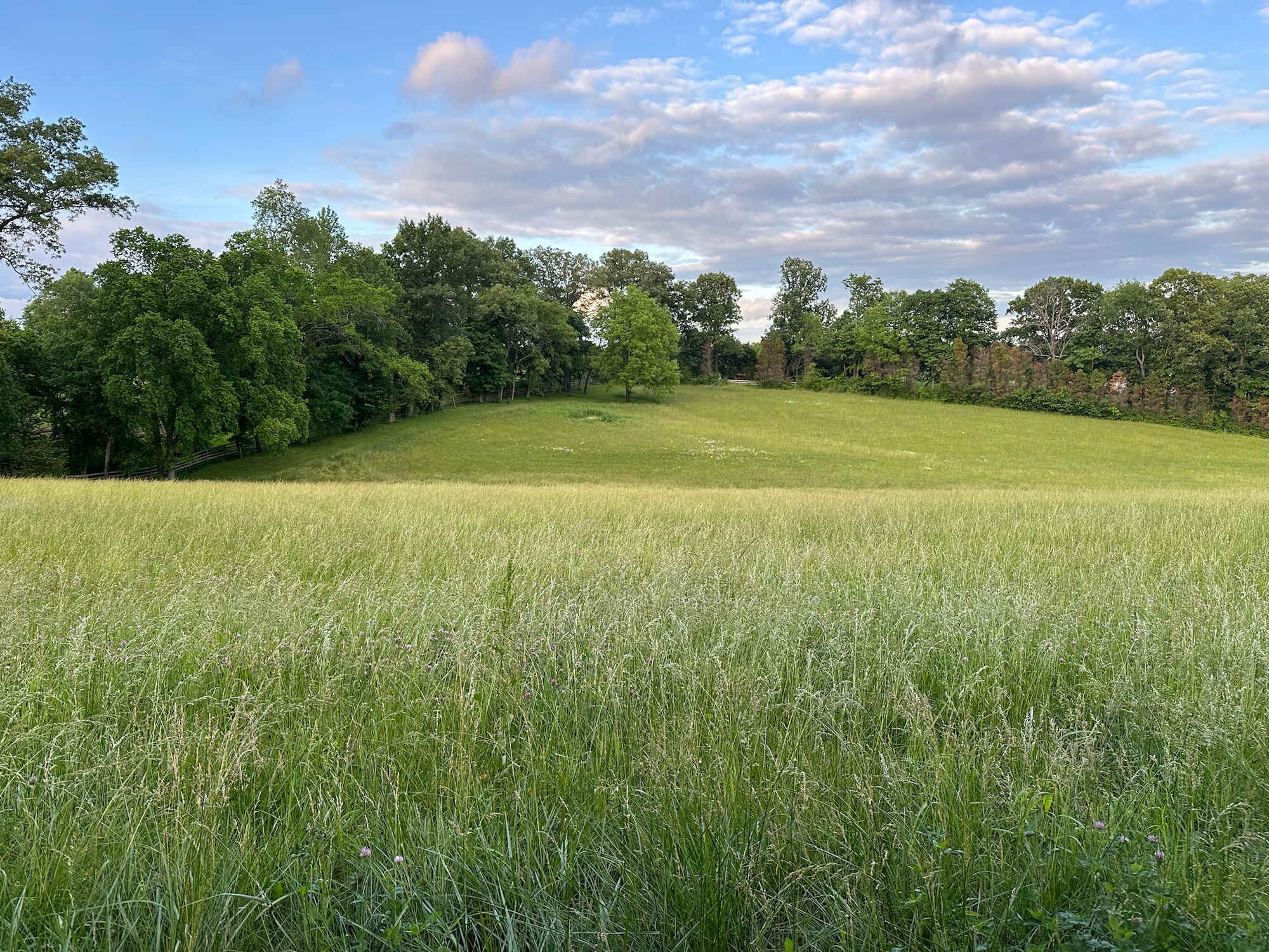 Green meadow with wildflowers at Hopecote Farm