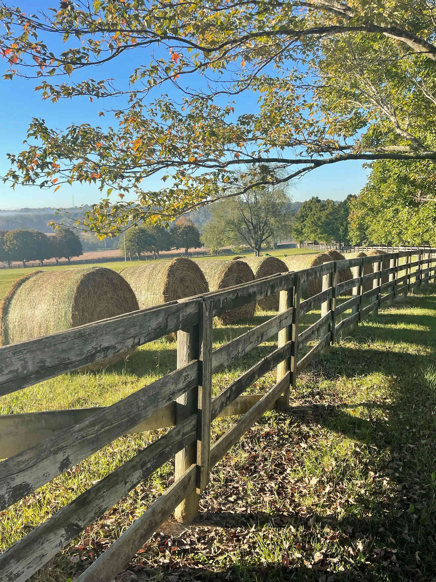 Round hay bales along the fence line in morning light